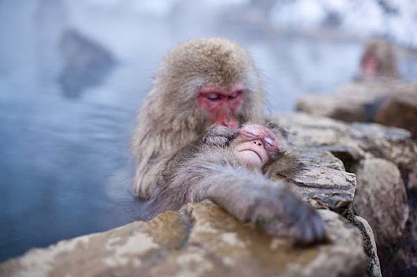 winter_monkey_04