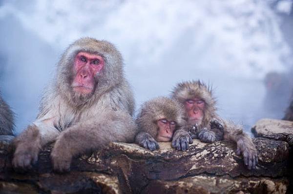 winter_monkey_02