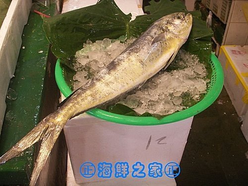 桃園海鮮之家【現撈 鬼頭刀魚】 