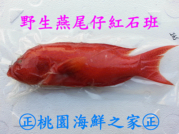 桃園海鮮之家【野生燕尾仔紅石班魚