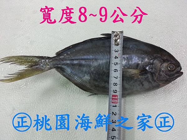 冷凍大肉鯧魚