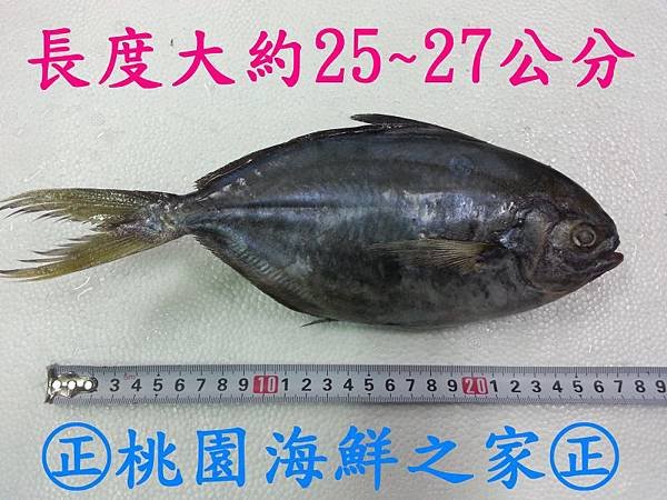 冷凍大肉鯧魚