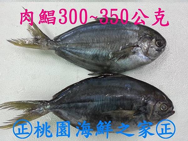 冷凍大肉鯧魚