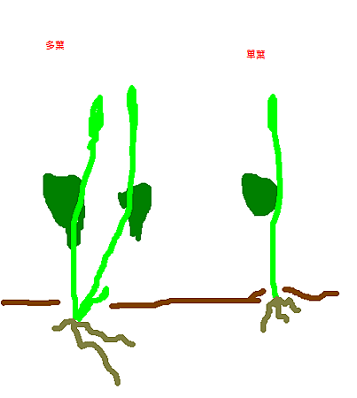 瓶爾小草種植.PNG