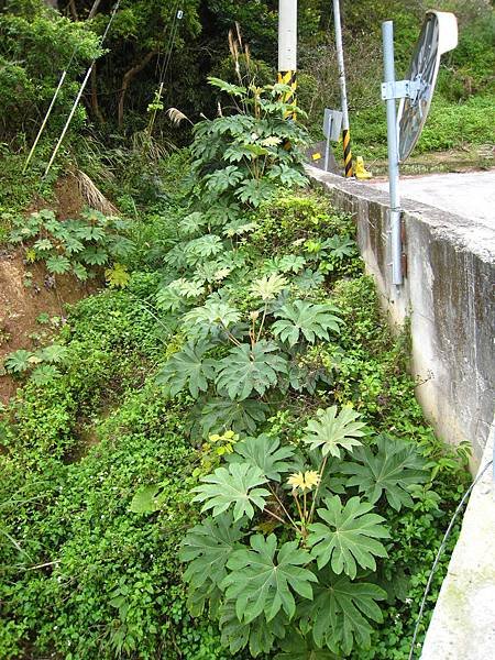成群生長的通脫木
