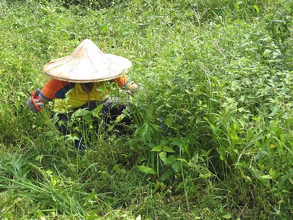 整理藥草園