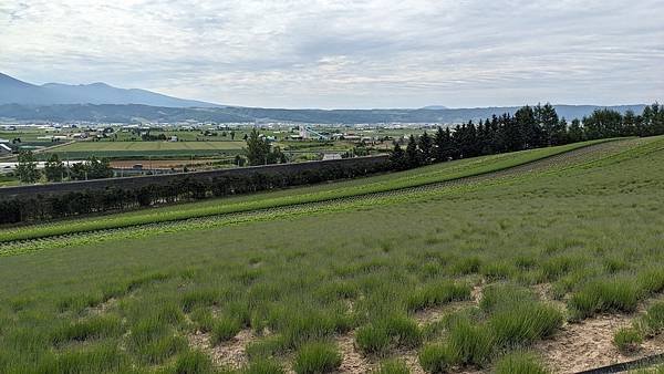 2023夏日北海道露營車之旅-上富良野Flower Land