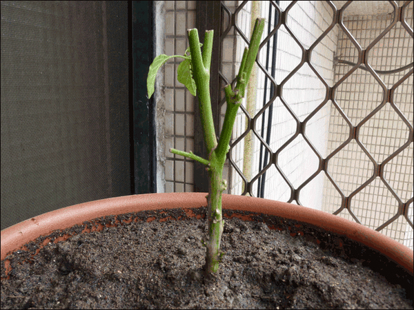P1030174.gif