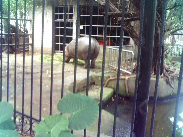 河馬屁股.jpg