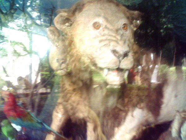 獅子標本.jpg