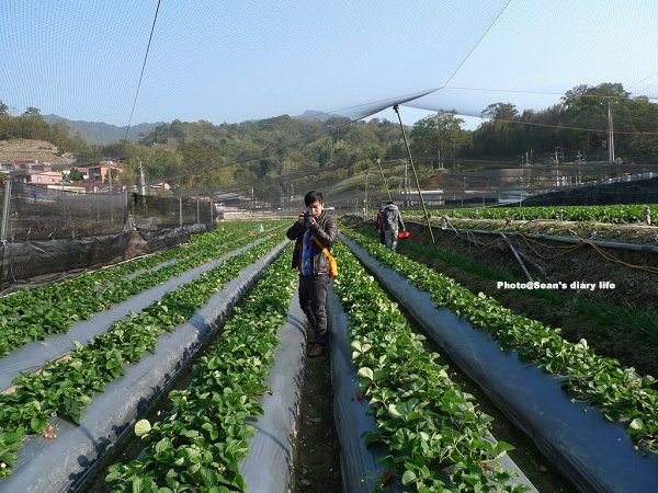 順路來草莓園13.jpg