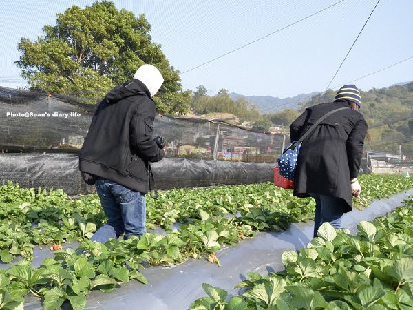 順路來草莓園14.jpg
