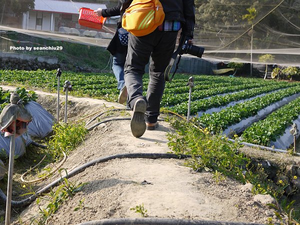 順路來草莓園07.jpg