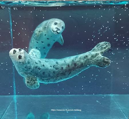 epoxy-harbor seals playing.jpg