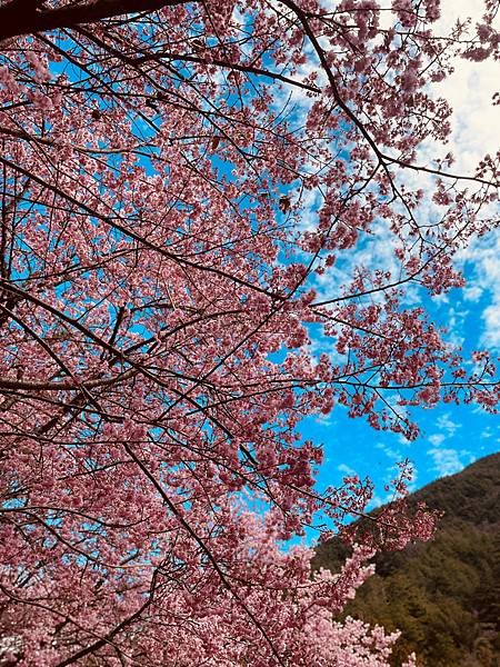 【百岳】武陵四秀三天兩夜-池有山、品田山、桃山、喀拉業，火燒