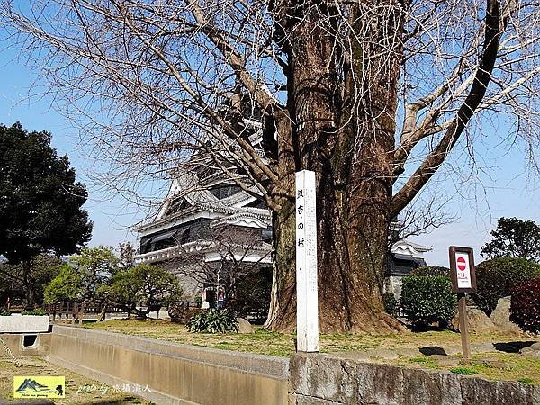 DSC06627熊本城.jpg