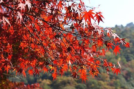 嵐山保津峽