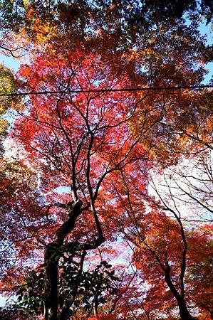 東福寺