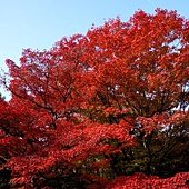 東福寺