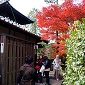 東福寺-連廁所也有楓葉可賞