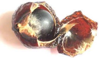 soapberry-001