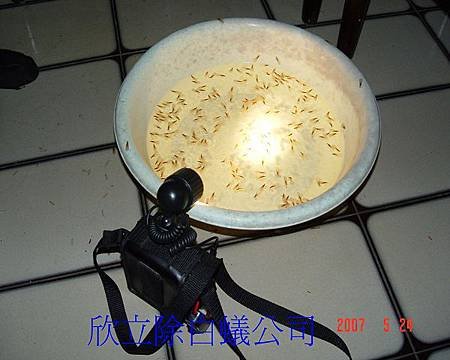以手電筒照燈光在水盆內，誘引白蟻生殖蟻到水盆內 (2)-1(001).jpg