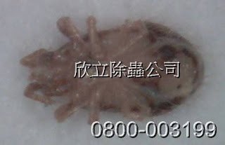咬人蟲-疥螨、恙蟲、鴿螨、牛壁、壁虱、床蝨、跳蚤、塵蟎咬