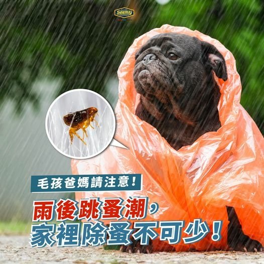 220224 【大雨下不停☔️小心跳蚤潮！】.jpg