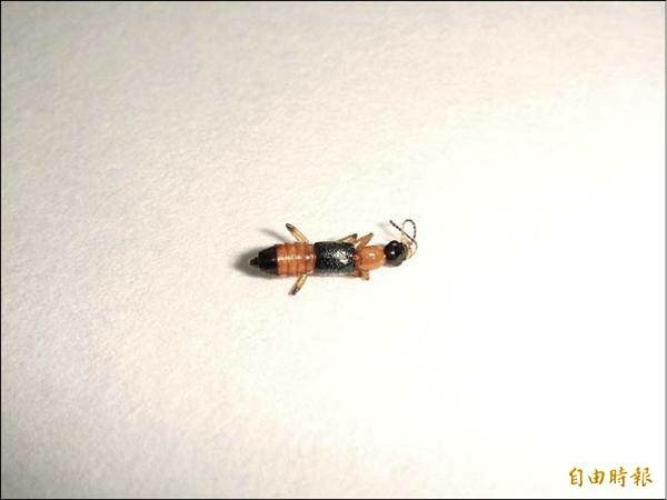 230510 【千萬別打牠！＃隱翅蟲 讓你皮膚潰爛 】.jpg