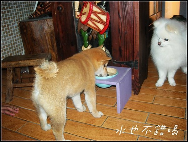 饅頭2.JPG