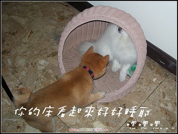 饅頭5.JPG
