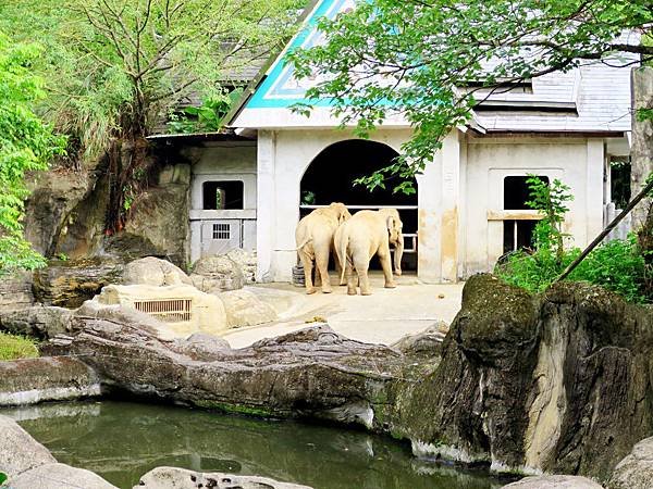 圖11 雙象曼波天天都會上演