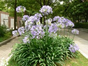 agapanthus.jpg