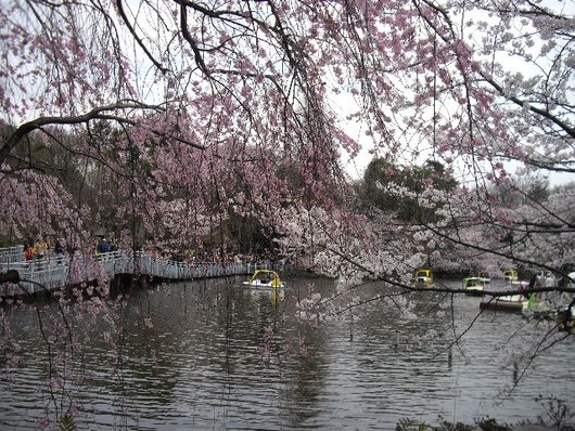 【花見】井之頭公園