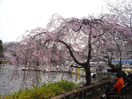 【花見】井之頭公園