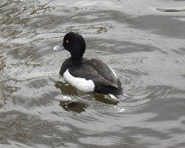 【花見】井之頭公園