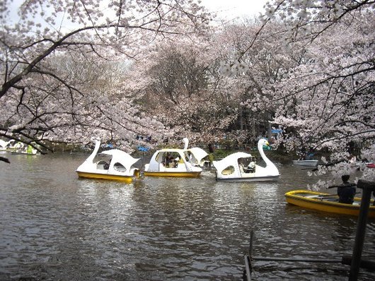 【花見】井之頭公園