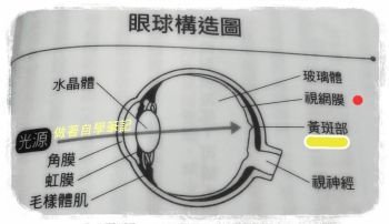 眼睛構造圖