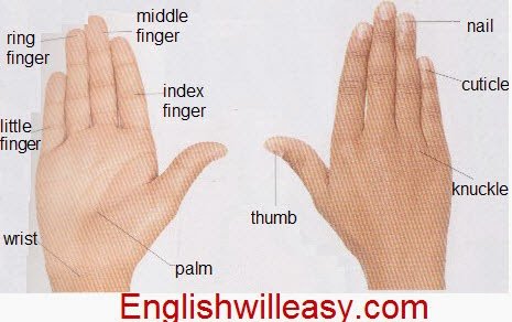 hand