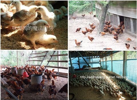 苗栗御鳳桐花雞美食之旅-P11.jpg