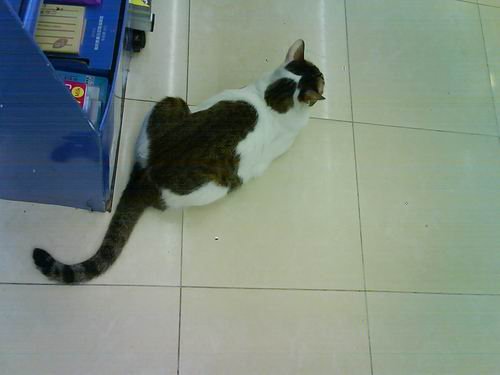 cat00701.JPG