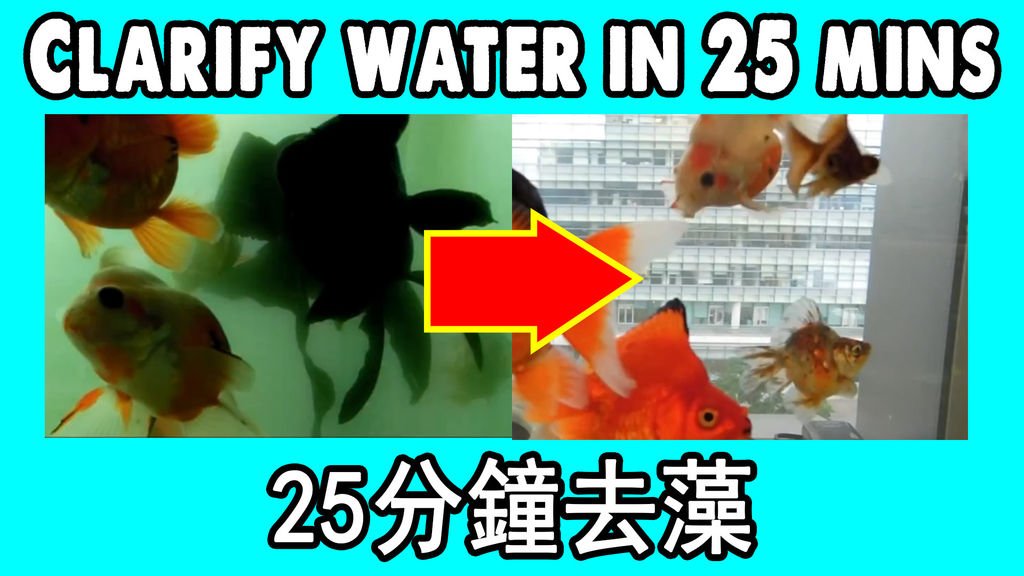 Water Clarifying Agent 水質澄清劑去水藻.jpg