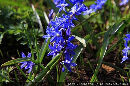 2013 April Kew Garden_Scilla verna_06_調整大小