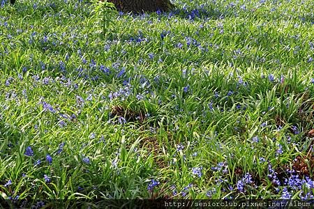 2013 April Kew Garden_Scilla verna_43_調整大小