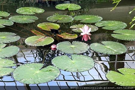 2013 April Kew Garden Princess of wales Conservatory (200)_調整大小