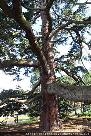 2013 April Kew Garden tree (9)_調整大小