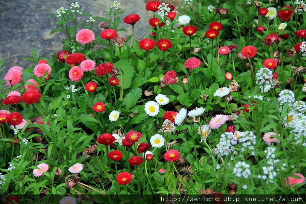 2011 梅峰溫室花園_23_調整大小.JPG