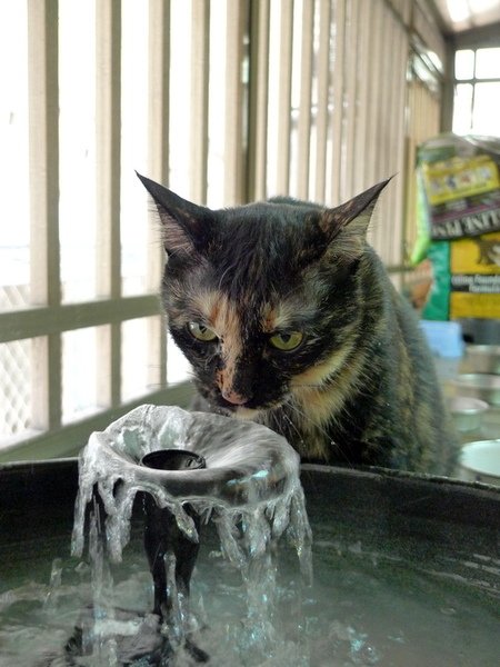 怪怪-喝水-1.jpg