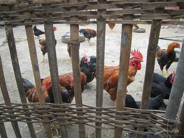 chicken.JPG