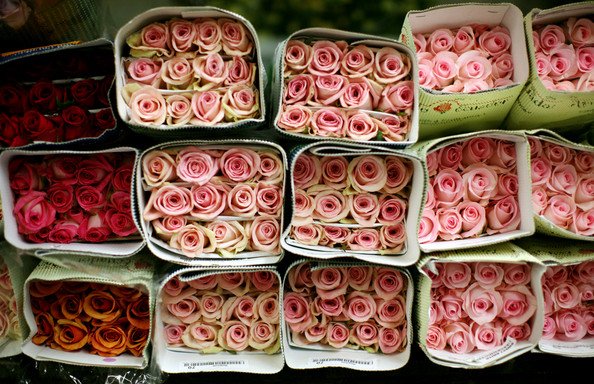 Sluggish+Economy+Dampens+Flower+Sales+Valentine+hP9usA0oegsl.jpg